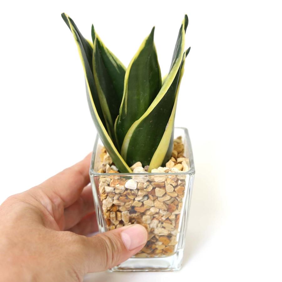 土を使わない観葉植物 ゼオライト植え サンスベリア＆ガジュマル