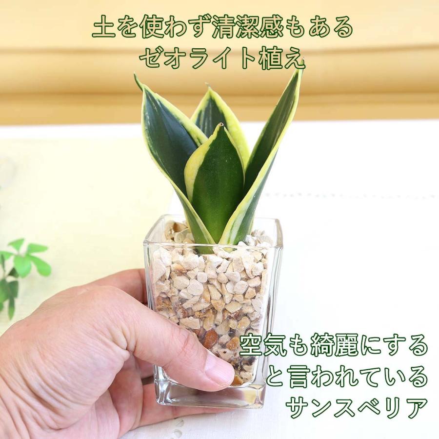 土を使わない観葉植物 ゼオライト植えのミニ観葉植物 Aタイプ