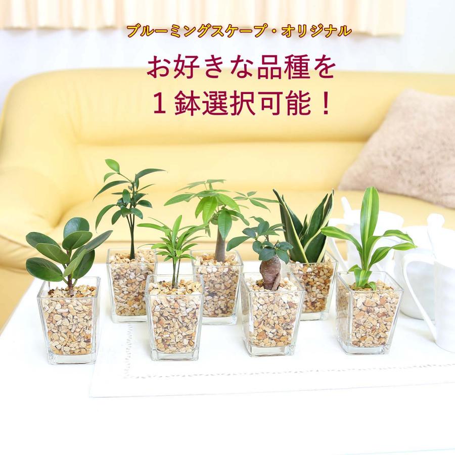 土を使わない観葉植物 選べるミニ観葉植物 ゼオライト植え・スクエア