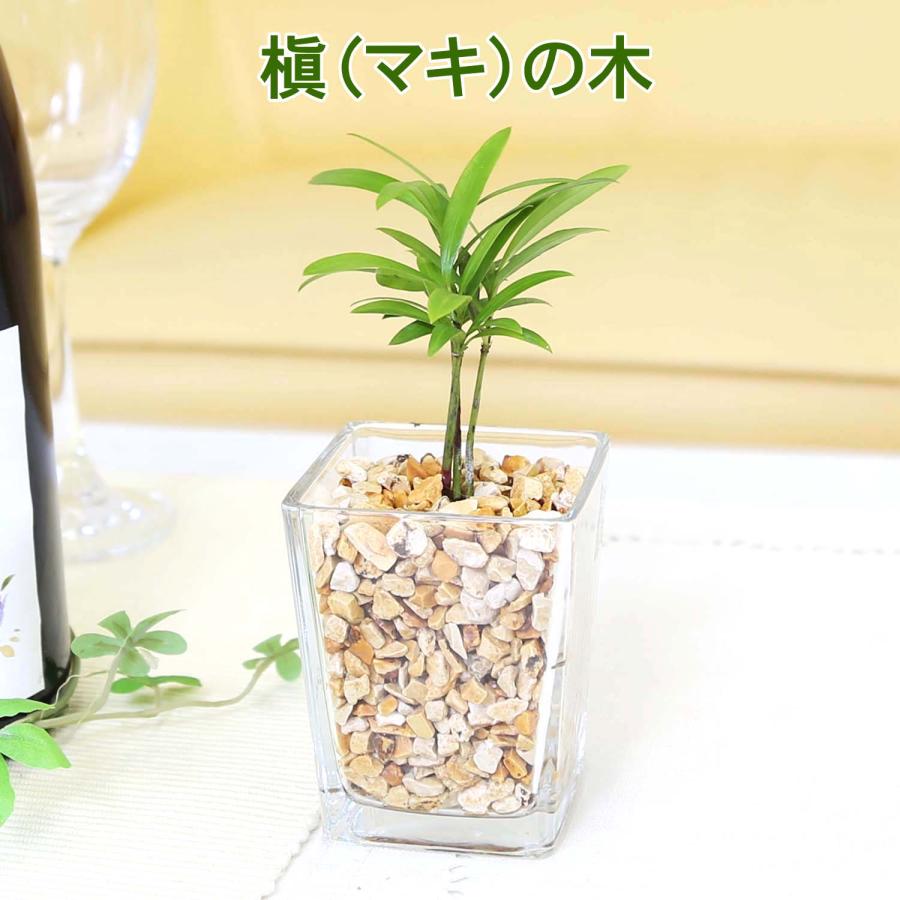 土を使わない観葉植物 選べるミニ観葉植物 ゼオライト植え・スクエア