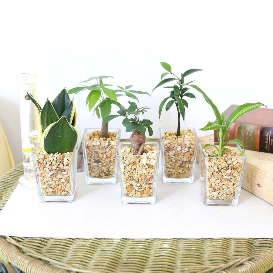 土を使わない観葉植物 選べるミニ観葉植物 ゼオライト植え・スクエア