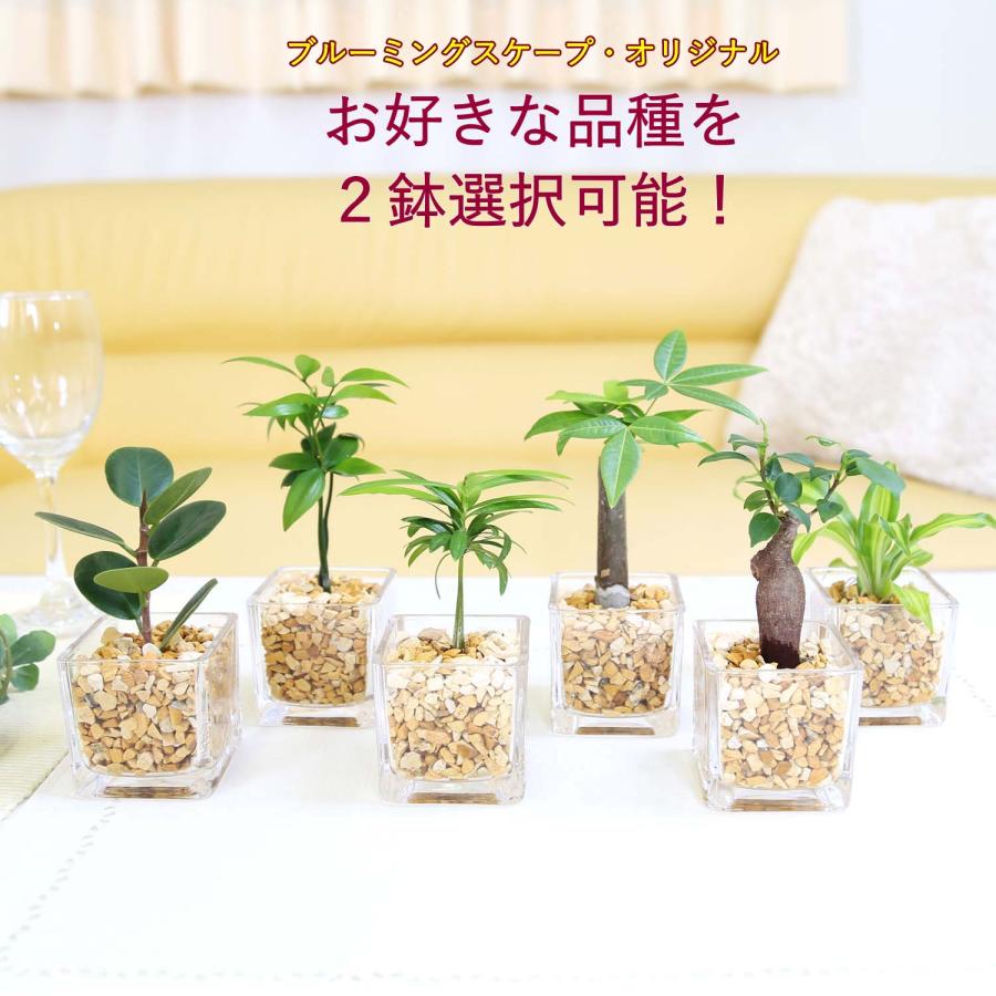 観葉植物A 観葉植物 ザミオクルカス ザミフォーリア 6号鉢 金銭樹 耐陰性