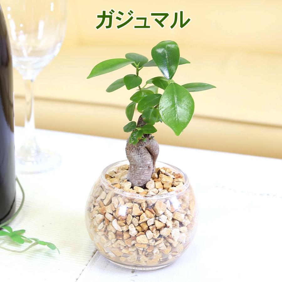 土を使わない観葉植物 選べるミニ観葉植物 ゼオライト植え・ガラス鉢