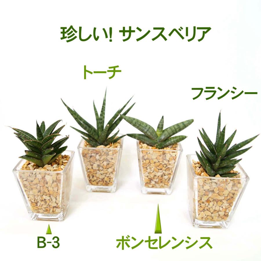 土を使わない観葉植物 選べる珍しい！サンスベリア ゼオライト植え