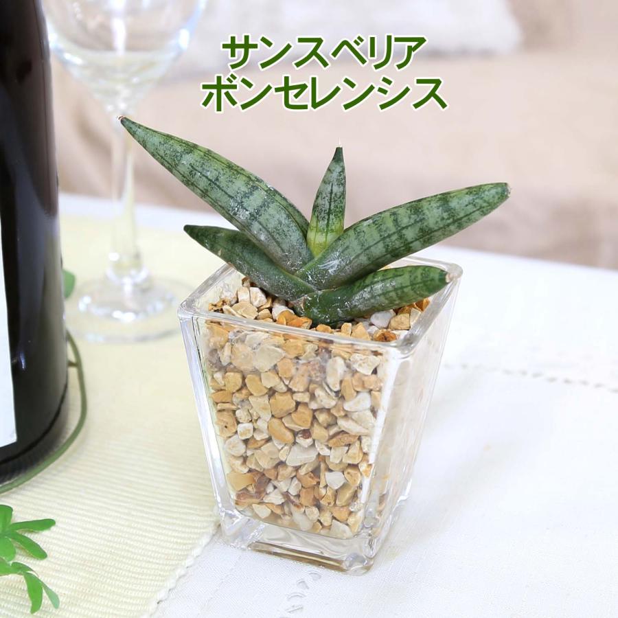 土を使わない観葉植物 選べる珍しい！サンスベリア ゼオライト植え
