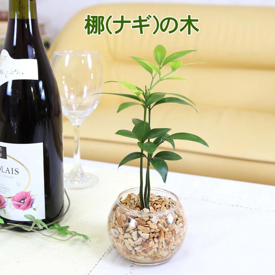 土を使わない観葉植物 選べるミニ観葉植物 ゼオライト植え・ガラス鉢