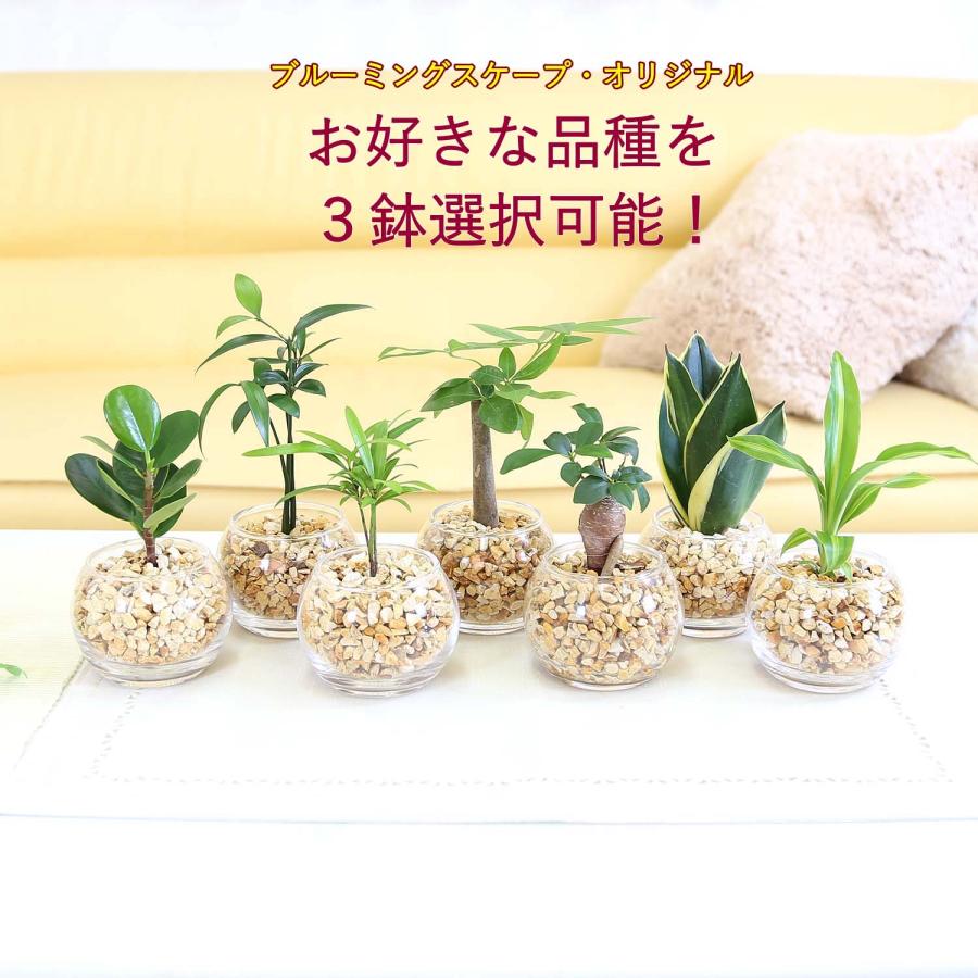 観葉植物　130株以上まとめ売り 土を使わない観葉植物 選べるミニ観葉植物 ゼオライト植え・ガラス鉢