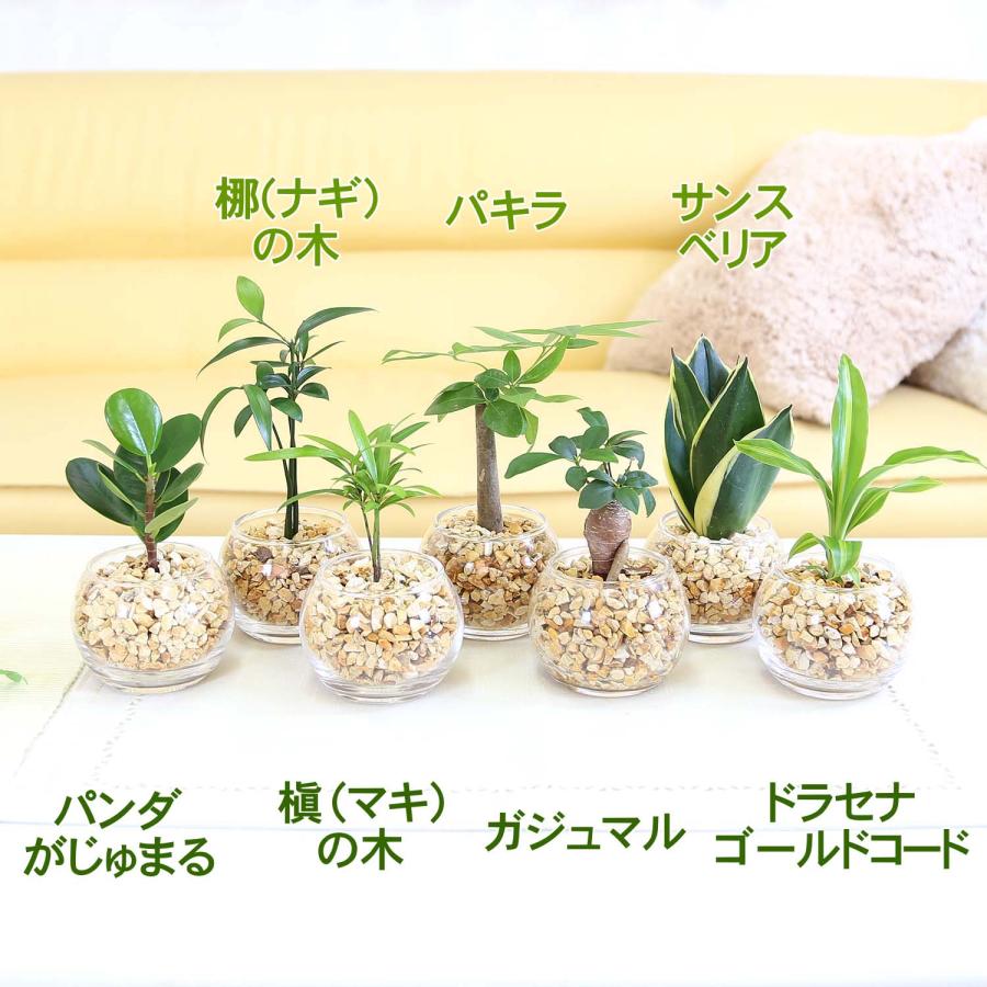 土を使わない観葉植物 選べるミニ観葉植物 ゼオライト植え