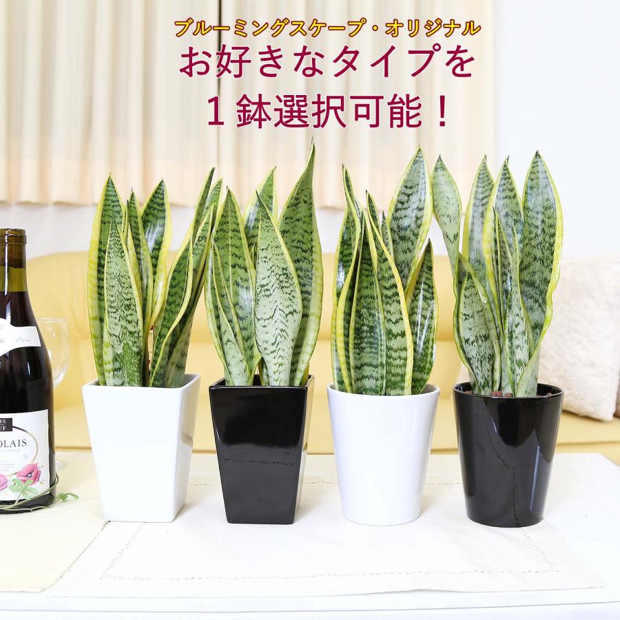 土を使わない観葉植物 空気を浄化するといわれているサンスベリア