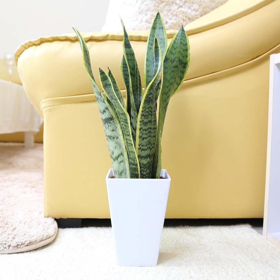 土を使わない観葉植物 サンスベリア・ホワイトスクエアプラスチック鉢
