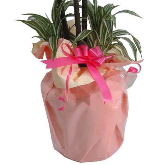 観葉植物オプション 10号 8号 7号用観葉植物ラッピング Op Wrapping ブルーミングスケープ 通販 Yahoo ショッピング