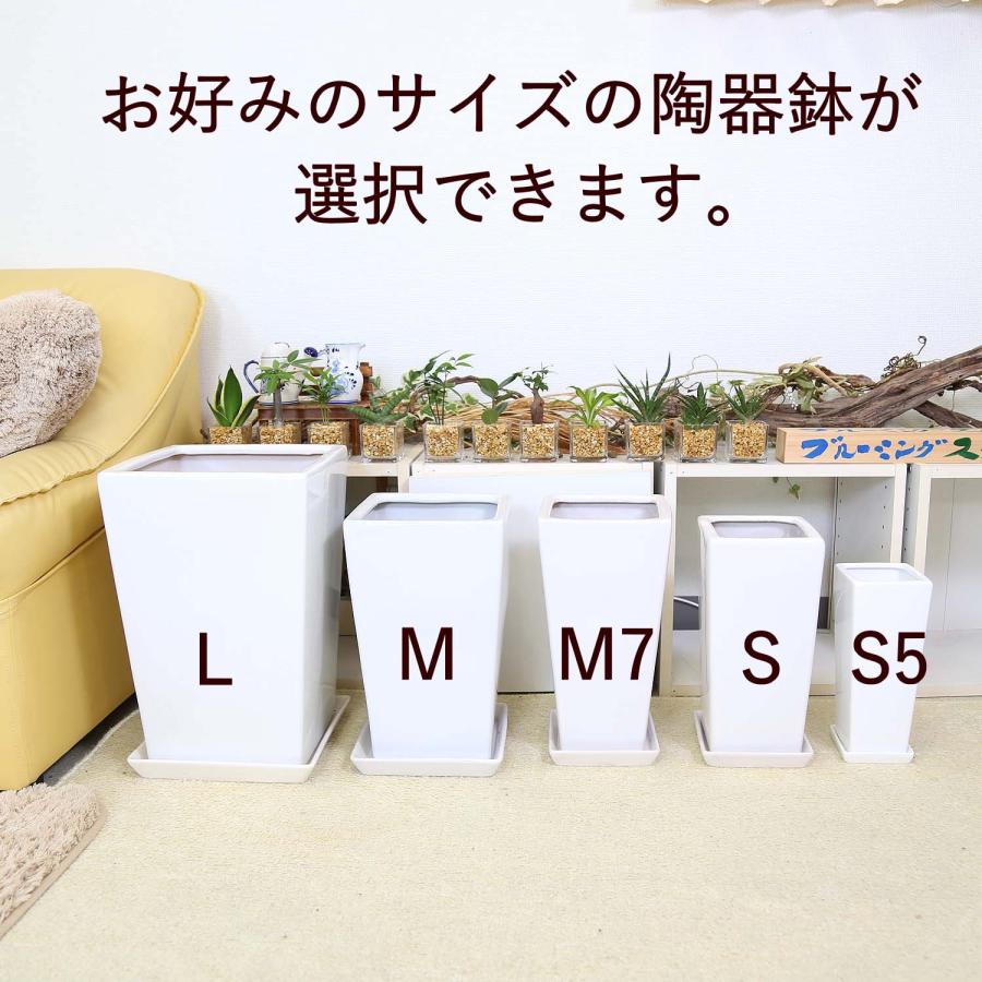 ケイト　陶器鉢　10号 ホワイトスクエア陶器鉢（ストレート） L 10号用＋陶器鉢皿のセット