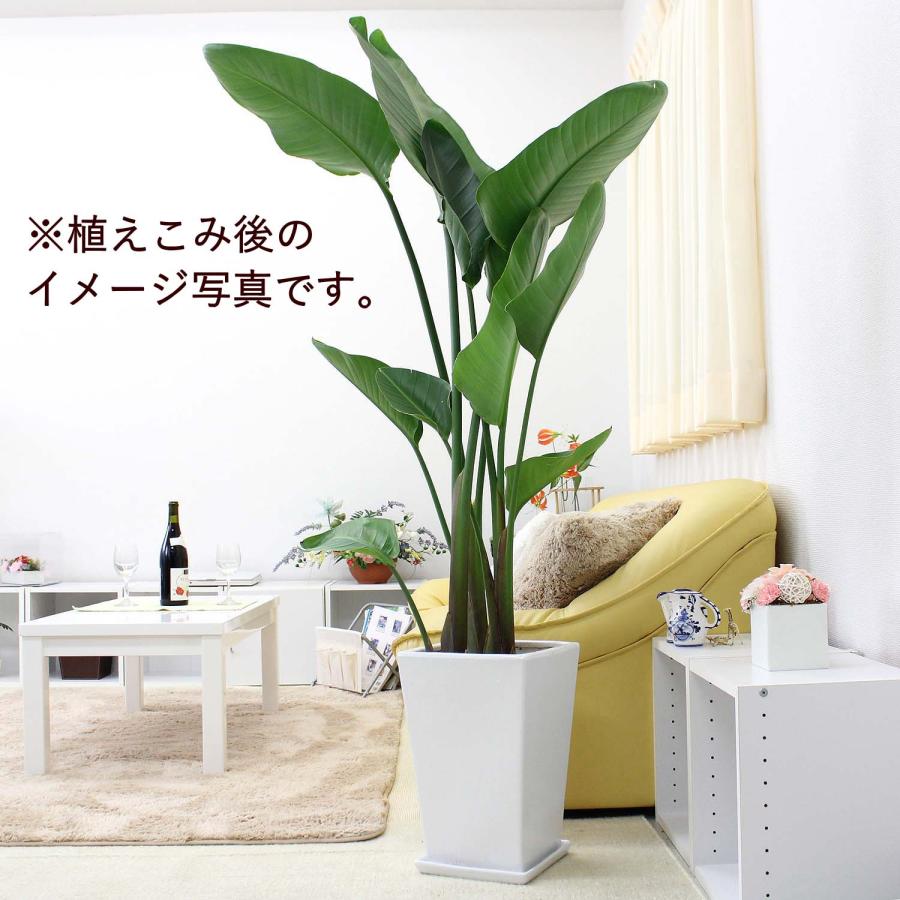 ホワイトスクエア陶器鉢（ストレート） L 10号用＋陶器鉢皿のセット