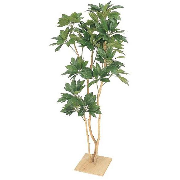 人工観葉植物！カクレミノ（板付）（人工）(12309円)
