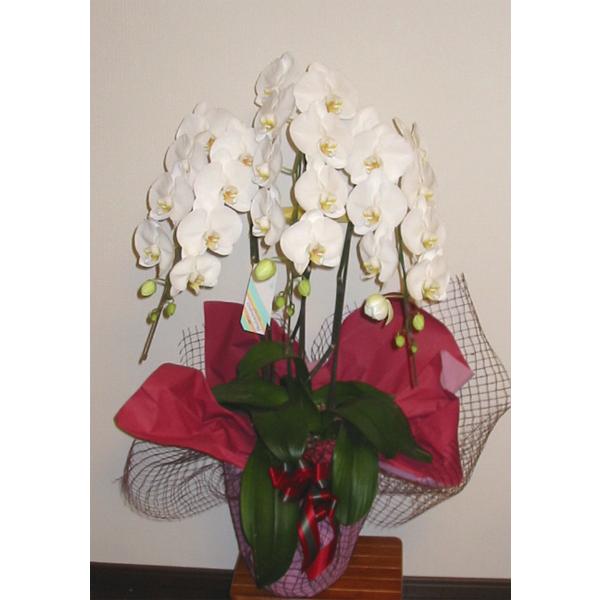 胡蝶蘭3本立ちスペシャル