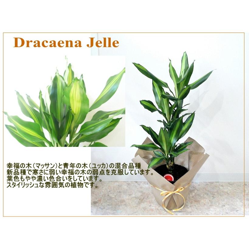ドラセナ ジェレ 【観葉植物 ジュレ 幸福の木 7号鉢 大型 幸せの木 