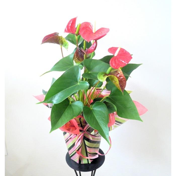 季節の鉢花 アンスリウム 送料無料 開店祝い 誕生日 お中元 Ha 063 フラワーギフト ブルーマート 通販 Yahoo ショッピング