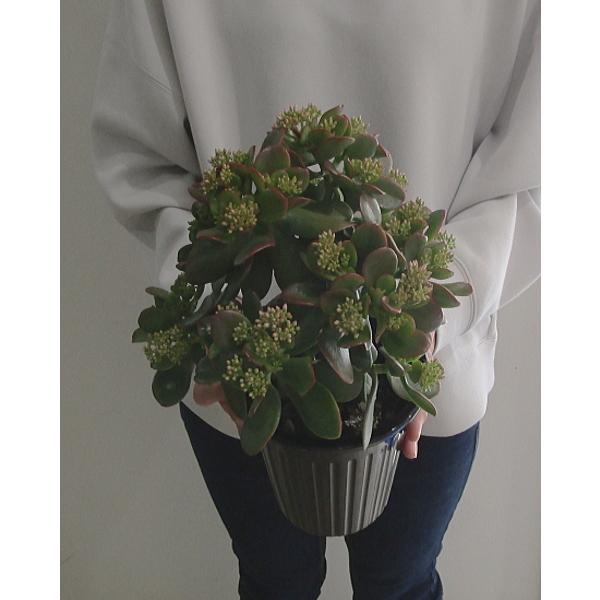 金のなる木 花月 5号 観葉植物 開店祝い 花言葉 一攫千金 幸運を招く 器素材プラスチック Hachi 05 2 フラワーギフト ブルーマート 通販 Yahoo ショッピング