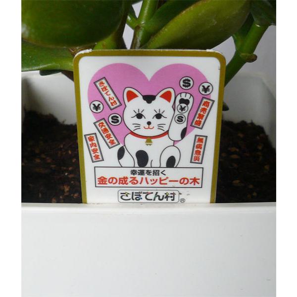 金のなる木 花月 4 5号 観葉植物 花言葉 一攫千金 幸運を招く 暑中見舞い お中元 Hachi 05 2 フラワーギフト ブルーマート 通販 Yahoo ショッピング
