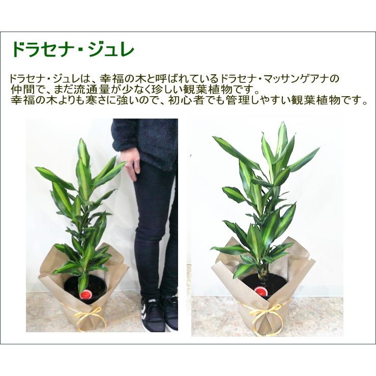 選べる 観葉植物 6号 3個セット ミリオンバンブー 幸福の木 パキラ ガジュマル等々 Hachi 06 3t フラワーギフト ブルーマート 通販 Yahoo ショッピング