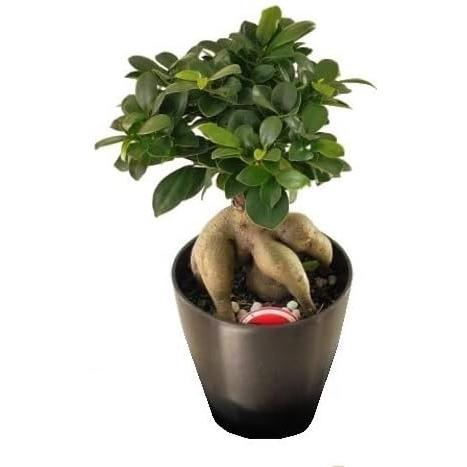 春の新作続々 ガジュマル 観葉植物 ５号 多幸の木 開店祝い お誕生日 お中元