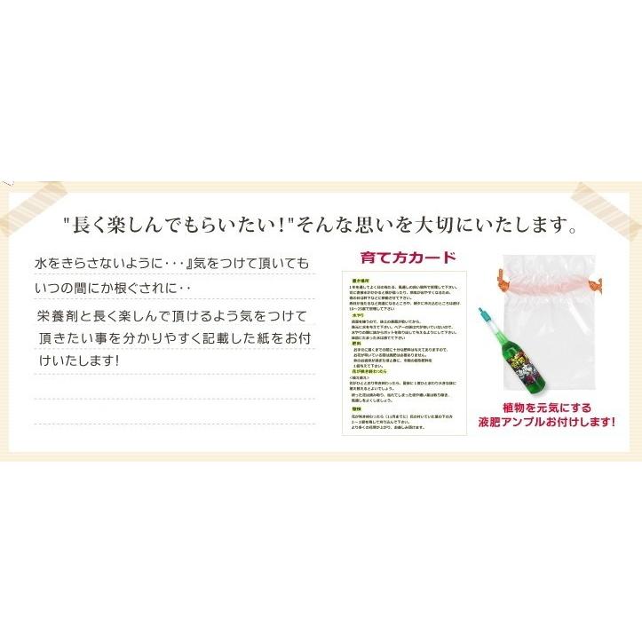 ガジュマル 観葉植物 6号 開店祝い お誕生日 御祝い : フラワーギフト