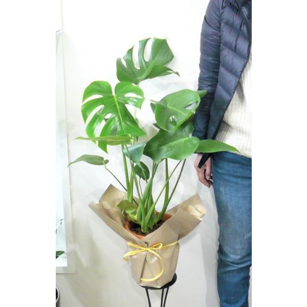父の日にも】モンステラ 観葉植物 6号 開店祝い お誕生日 新築祝い