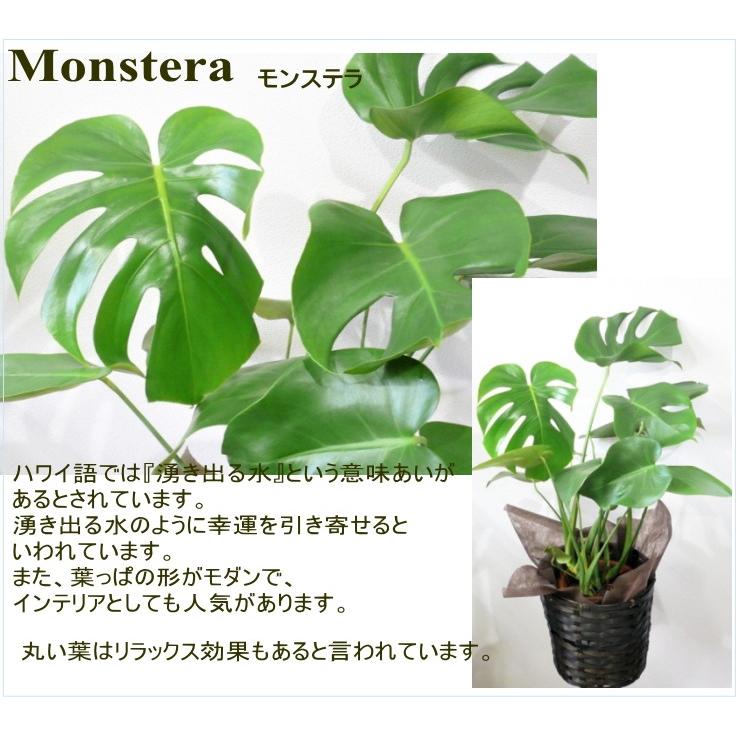 モンステラ 観葉植物 6号 Kanyou 06 14 フラワーギフト ブルーマート 通販 Yahoo ショッピング