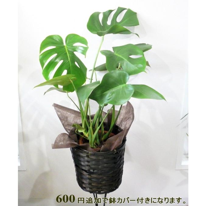 モンステラ 観葉植物 6号 開店祝い お誕生日 新築祝い 御祝い