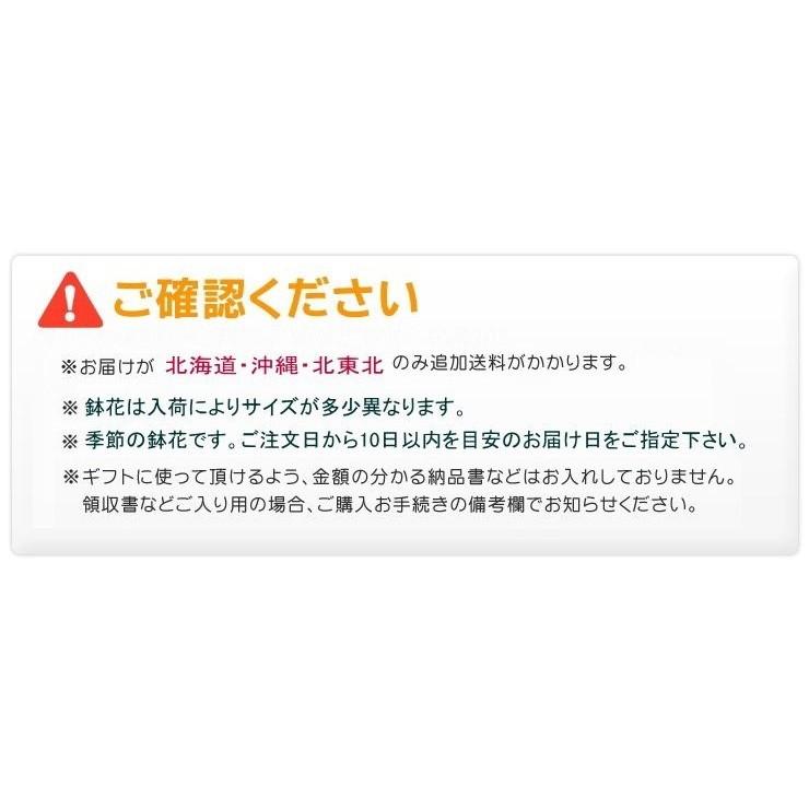 パキラ・アクアティカ　観葉植物　7号　【 発財樹 大型 開店祝い インテリア 開業祝い 人気 誕生日 新生活 引越し祝い】｜bloomart｜08