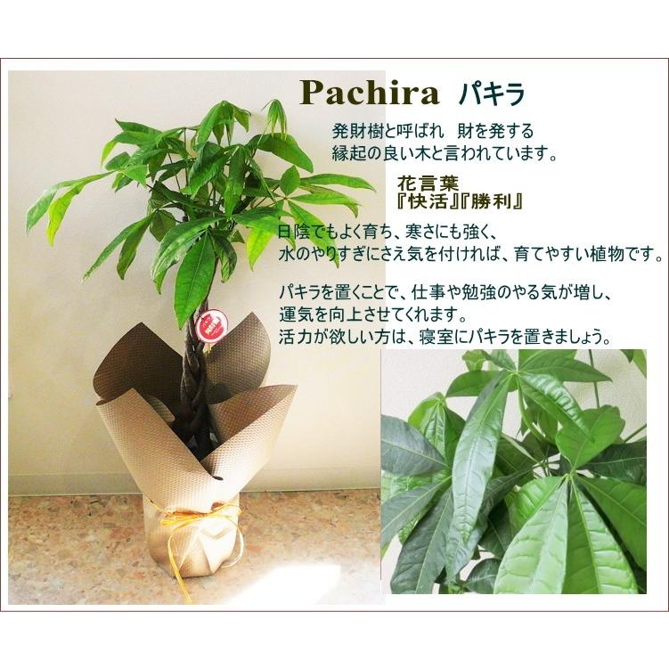 パキラ アクアティカ 観葉植物 7号 鉢カバー 受け皿付き 発財樹 大型 開店祝い インテリア 開業祝い 人気 誕生日 新生活 引越し祝い Kanyou 07 1k フラワーギフト ブルーマート 通販 Yahoo ショッピング