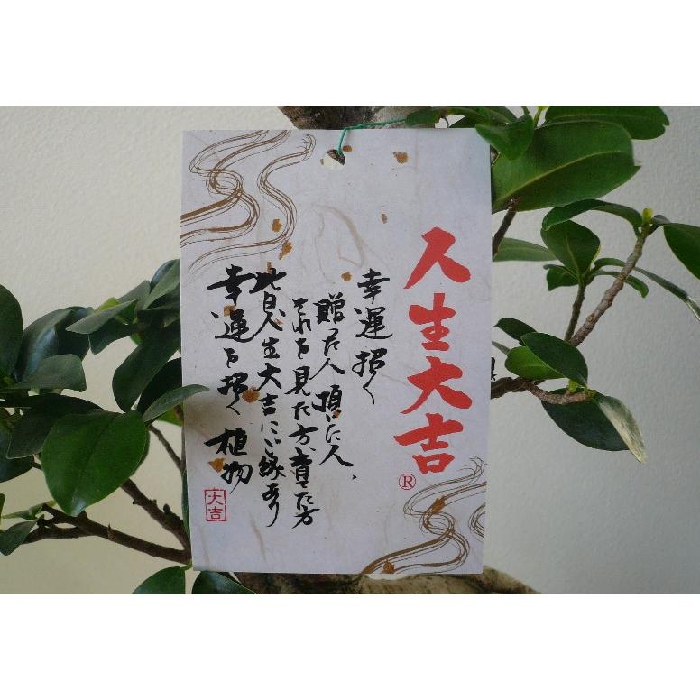 ガジュマル 観葉植物 8号 開店祝い 新築祝い 誕生日祝い : フラワー