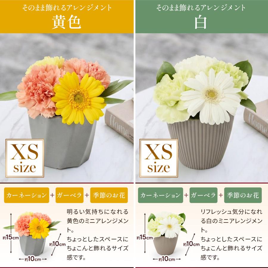 bloomee（ブルーミー） ギフト カーネーション 花 フラワーアレンジ