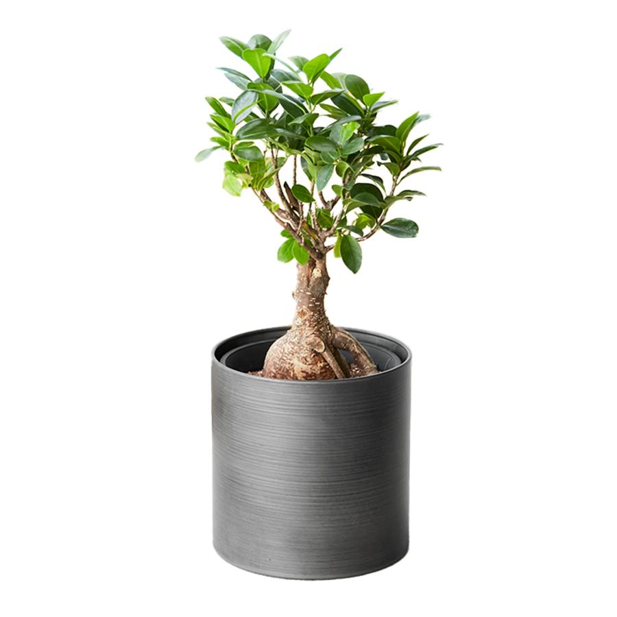 bloomee（ブルーミー） 観葉植物 ガジュマル 選べる鉢カバー 5号サイズ