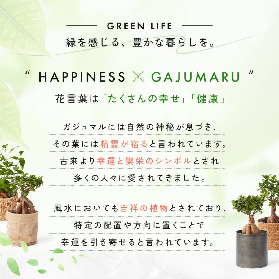 bloomee（ブルーミー） 観葉植物 ガジュマル 選べる鉢カバー 5号サイズ