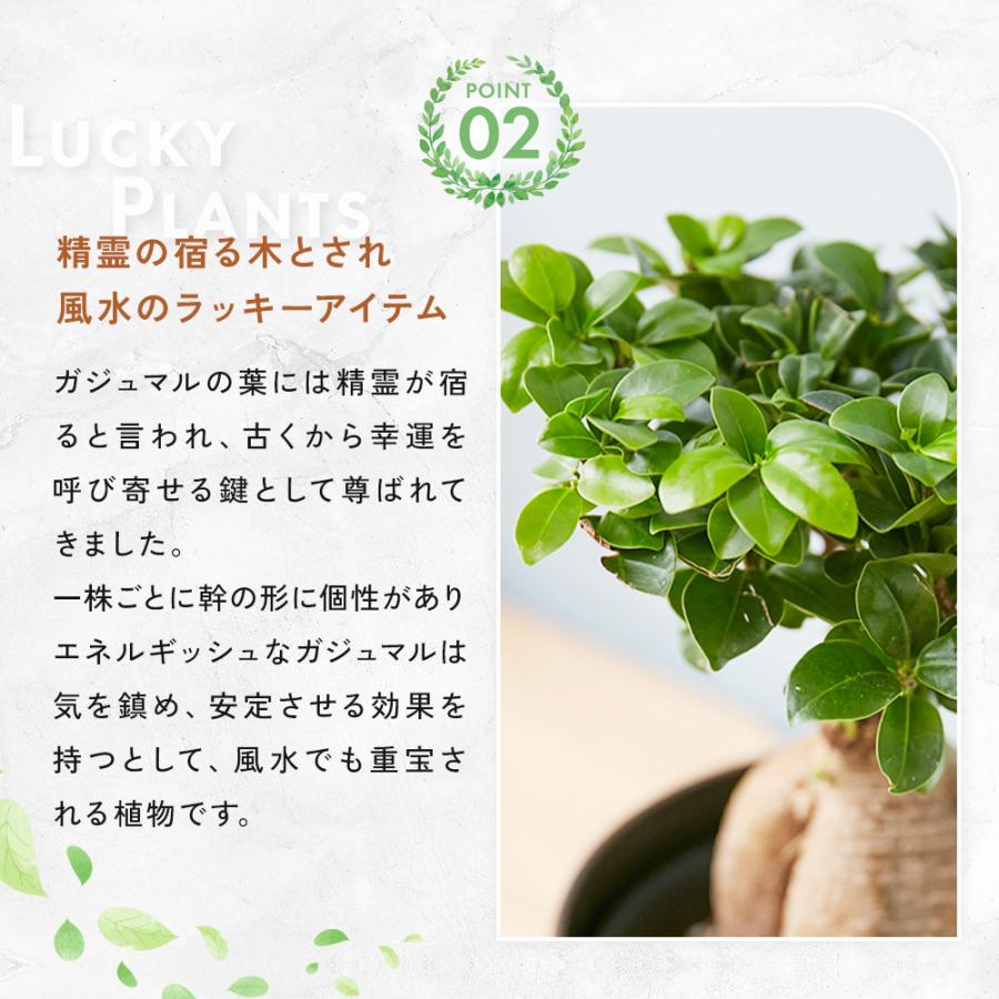 観葉植物 ガジュマル 選べる鉢カバー 5号サイズ 幸運の木 風水