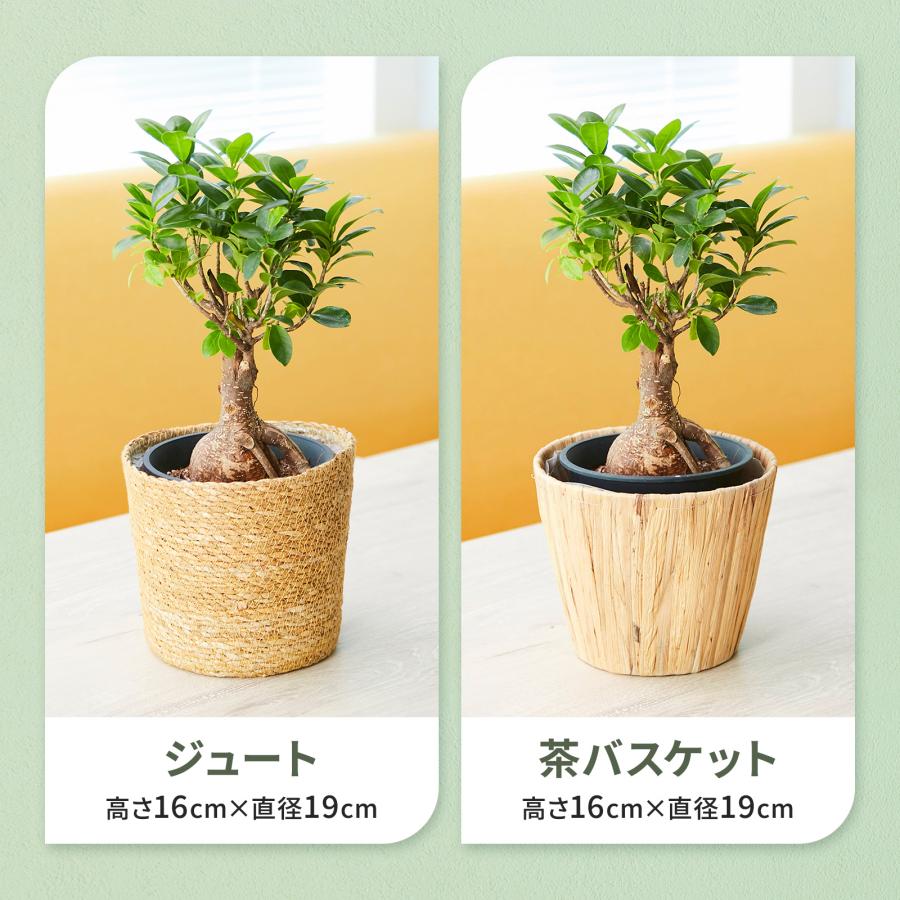 bloomee（ブルーミー） 観葉植物 ガジュマル 選べる鉢カバー 5号サイズ