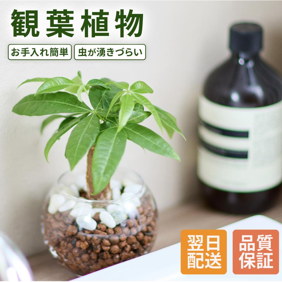 観葉植物 ハイドロカルチャー パキラ ガジュマル サンスベリア コーヒーの木 ヤシ カポック ポトス ミニ 本物 初心者 おしゃれ 室内 インテリア（Yahoo!・花ギフト専門店ブルーミー(bloomee)）