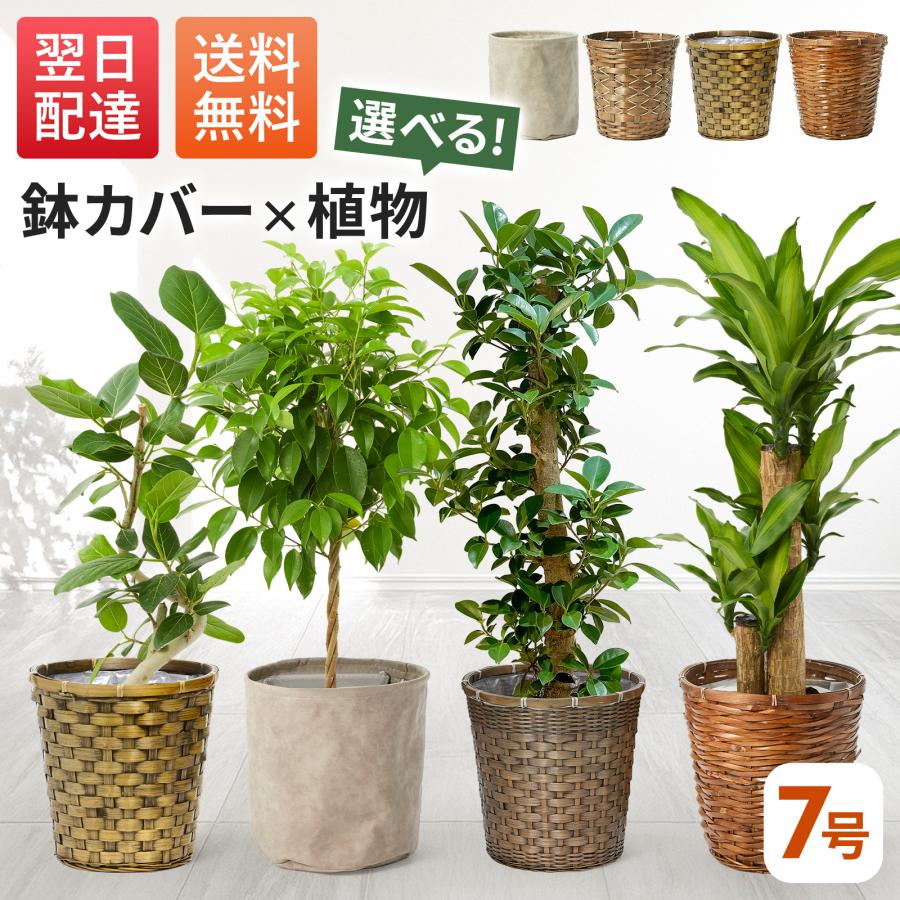 観葉植物 ガジュマル ドラセナ フィカスベンガレンシス ベンジャミン 観用植物 本物 初心者 おしゃれ 選べる 室内 7号 インテリア（Yahoo!・花ギフト専門店ブルーミー(bloomee)）