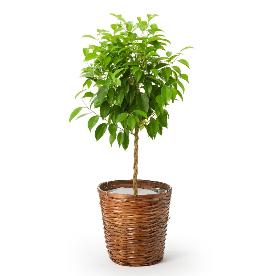 bloomee（ブルーミー） 観葉植物 ガジュマル ドラセナ フィカスベン