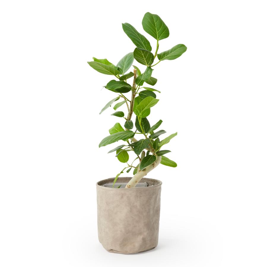 bloomee（ブルーミー） 観葉植物 ガジュマル ドラセナ フィカスベン