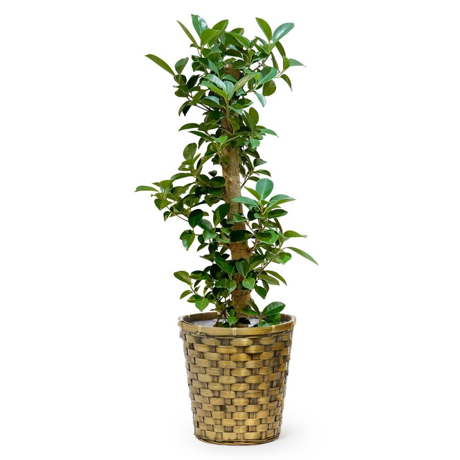 bloomee（ブルーミー） 観葉植物 ガジュマル ドラセナ フィカスベン