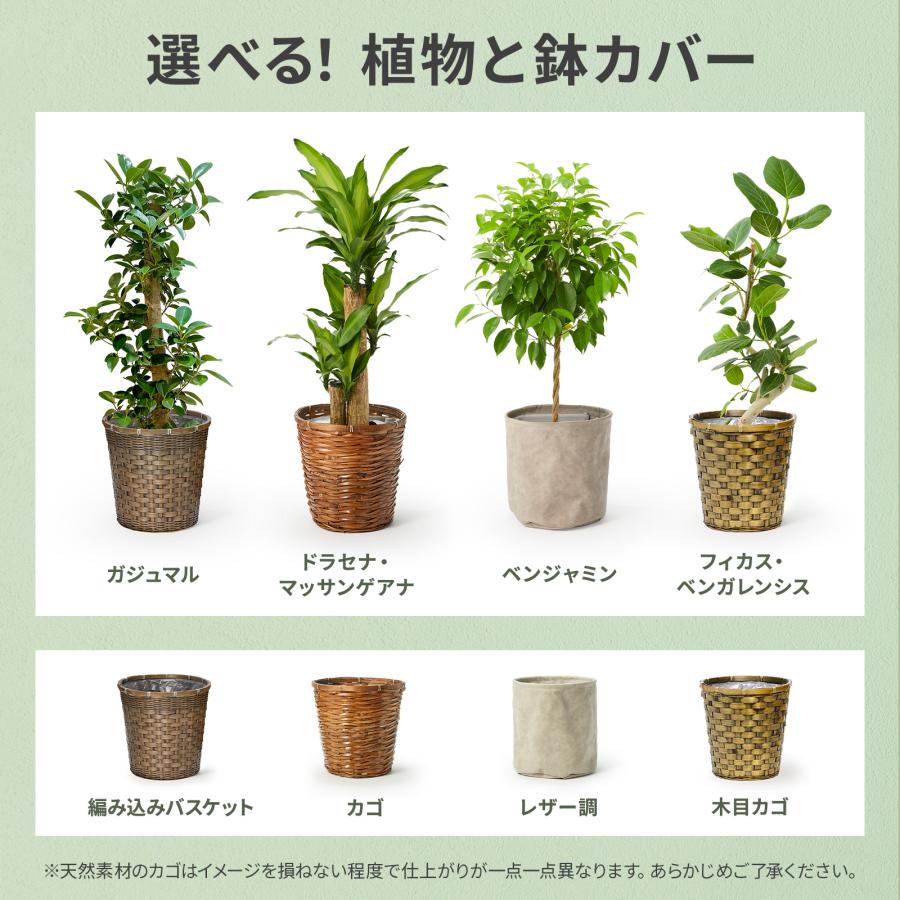 bloomee（ブルーミー） 観葉植物 ガジュマル ドラセナ フィカスベン