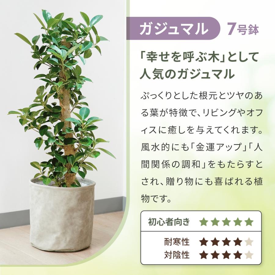 bloomee（ブルーミー） 観葉植物 ガジュマル ドラセナ フィカスベン