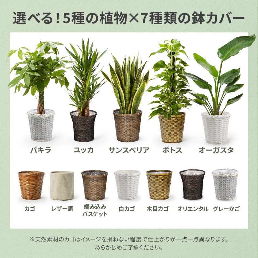 bloomee（ブルーミー） 観葉植物 パキラ ガジュマル ポトス