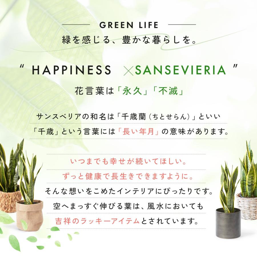 bloomee（ブルーミー） 観葉植物 サンスベリア5号 7種の鉢から選べる