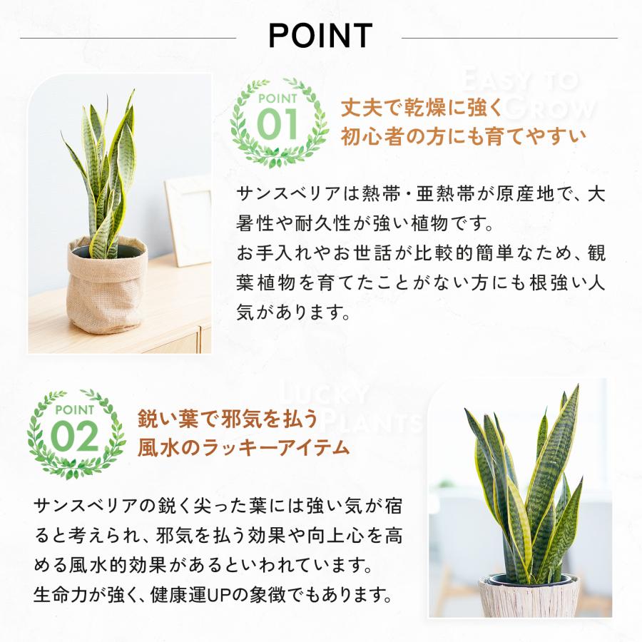 観葉植物 サンスベリア5号 7種の鉢から選べる 幸運の木 風水