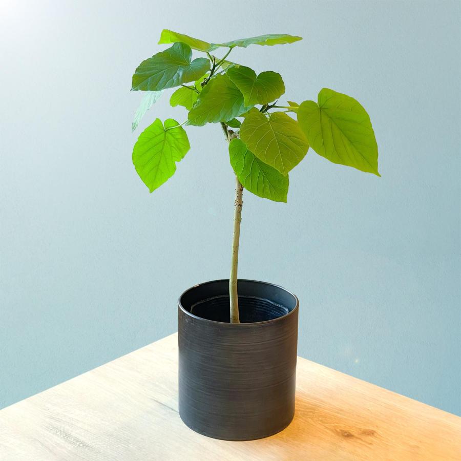 観葉植物 ウンベラータ 5寸 5号 選べる鉢カバー : 花ギフト専門店 