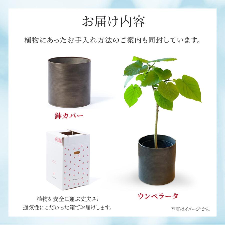 観葉植物 ウンベラータ 5寸 5号 選べる鉢カバー : 花つきギフト専門店