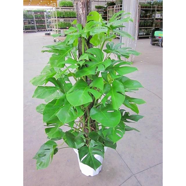 モンステラ 観葉植物 10号鉢 ハート型の大きな葉でモダンでスタイリッシュな観葉植物です ウェルカムグリーンに最適です Kanyou 009 ブルーミンググレイス 通販 Yahoo ショッピング